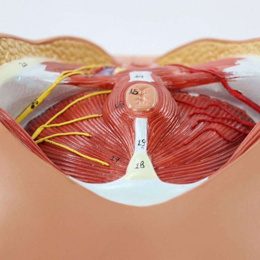 人体模型 女性器官 Amazon.co.jp: MekUk 人体模型・解剖モデル Female Perineum